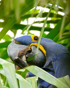 Image of Hyacinth Macaw