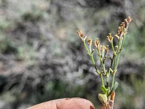 Image of brittle spineflower