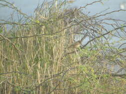 Image of Clamorous Reed Warbler