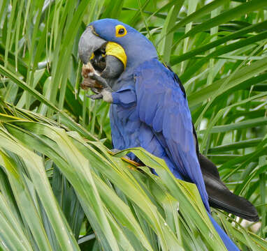 Image of Hyacinth Macaw