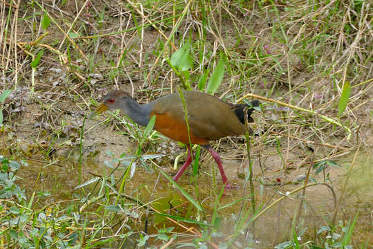 Image of Grey-cowled Wood Rail