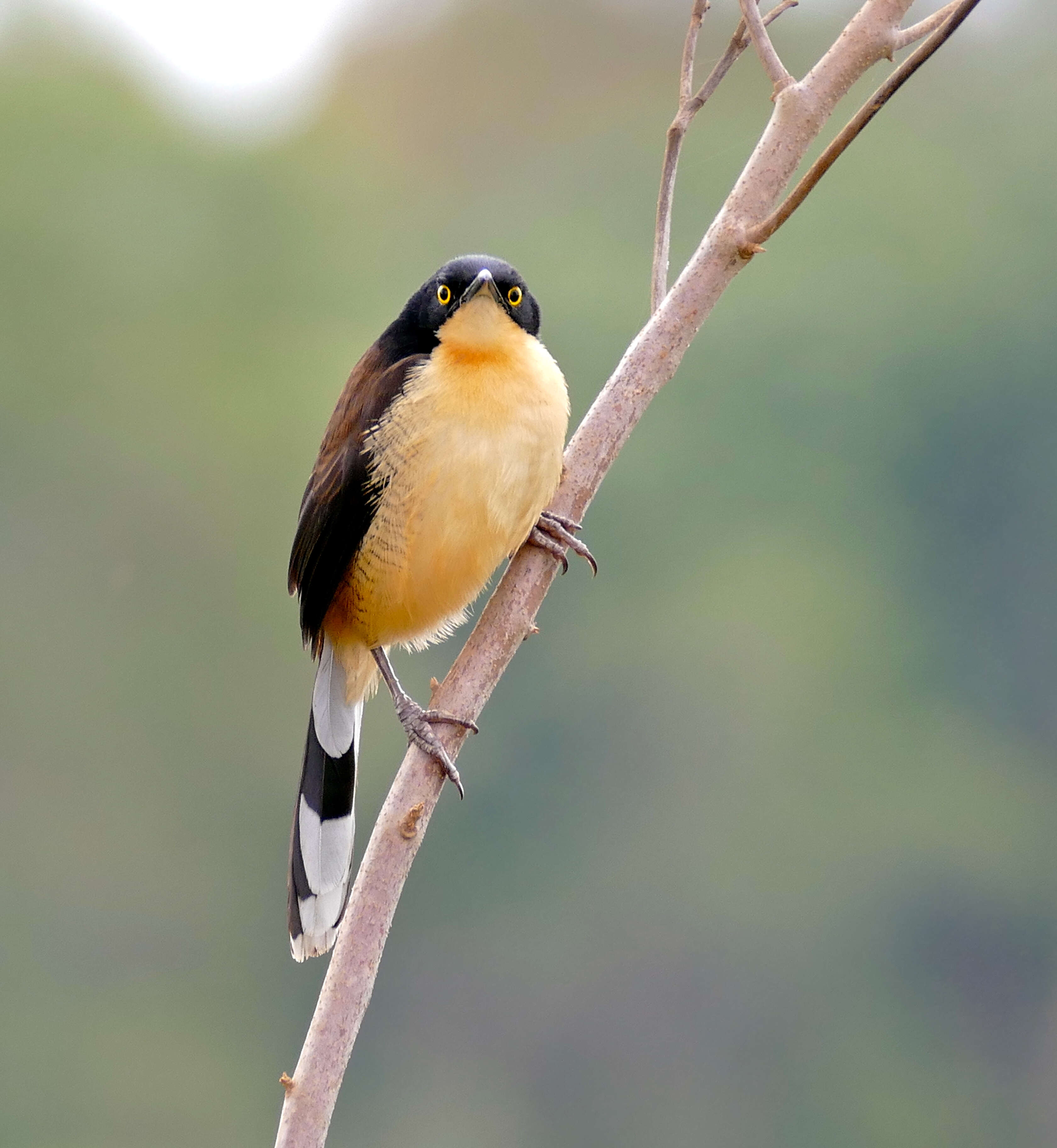 Donacobiidae resmi