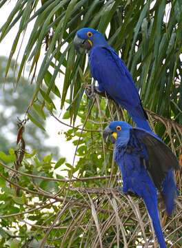 Image of Hyacinth Macaw