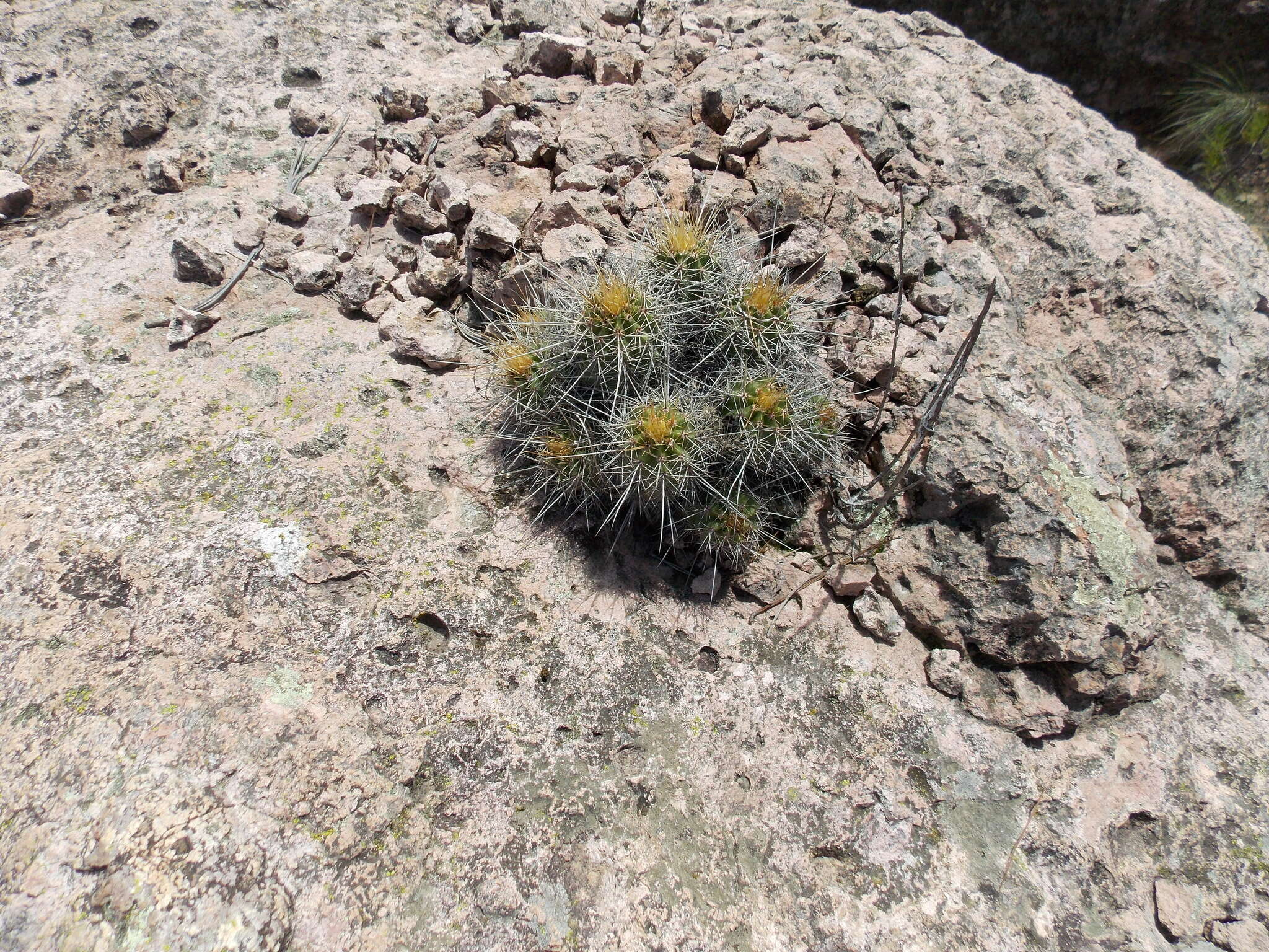 Image of Echinocereus salm-dyckianus Scheer