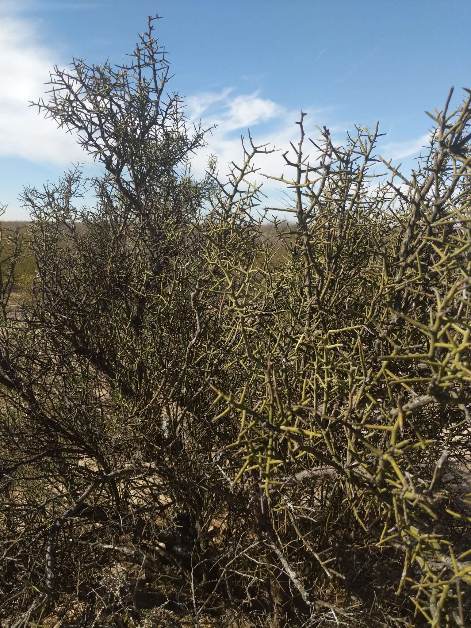 Image of crown of thorns