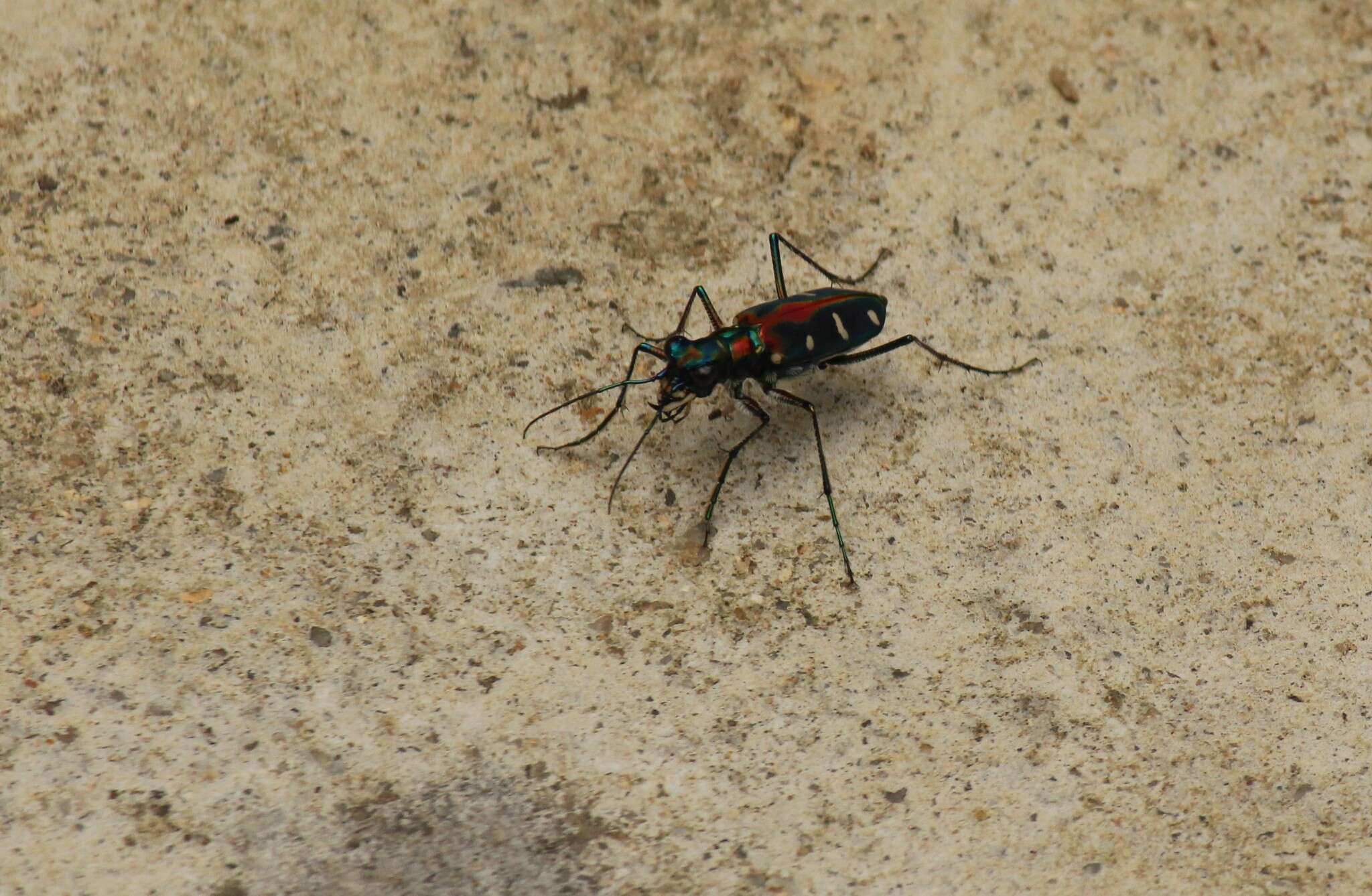 Image of Cicindela (Cosmodela) duponti Dejean 1826