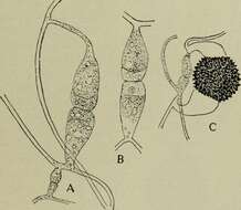 Image of Rhizopodaceae