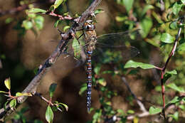 Image of Migrant Hawker