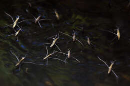 Image of Common pond skater