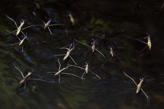 Image of Common pond skater