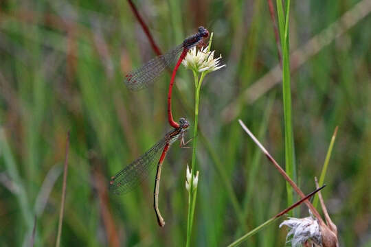 Image of small red damselfly