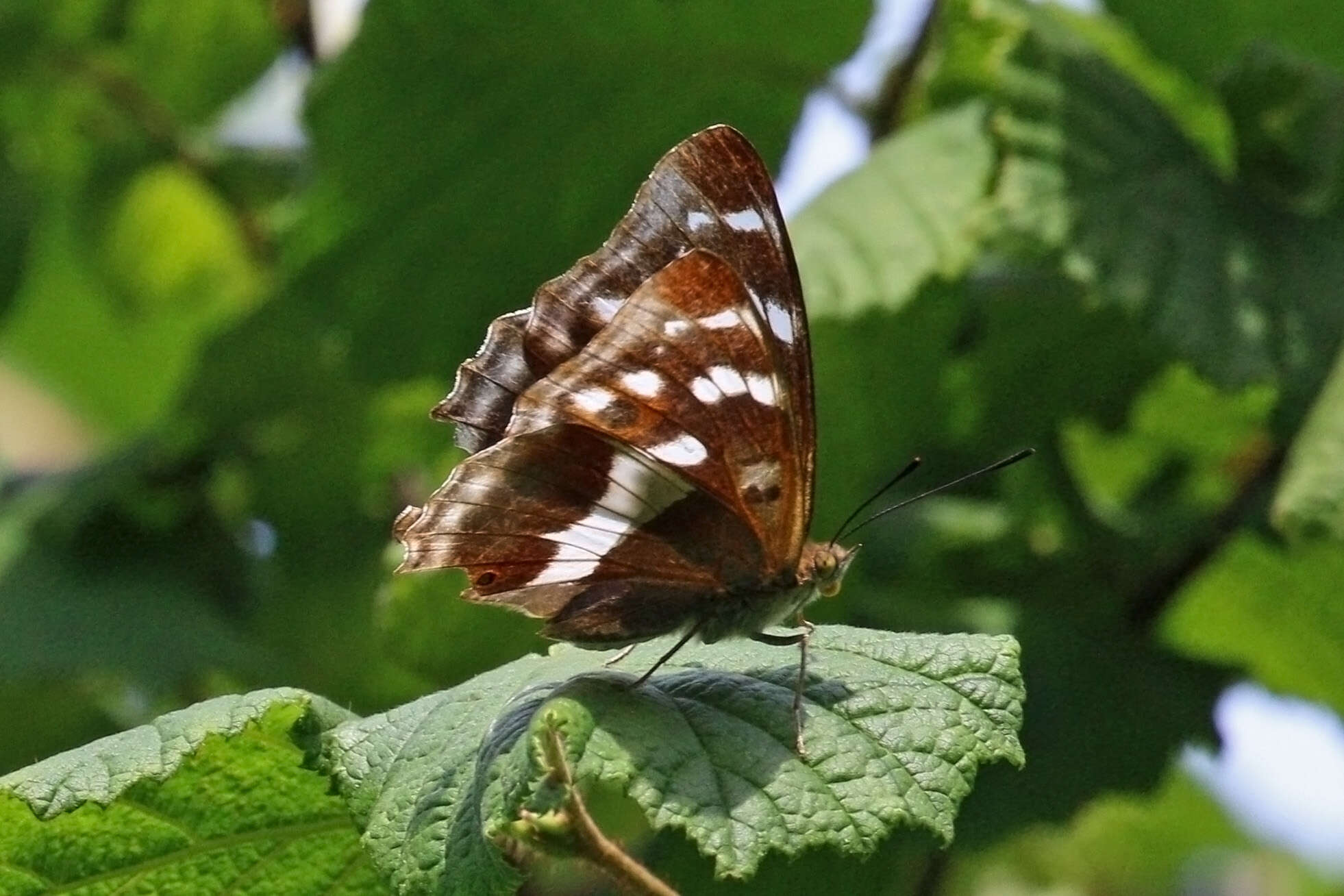 Imagem de Apatura iris Linnaeus 1758