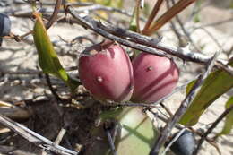 Image of Little Priclly-pear Cactus