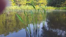 Sivun Sagittaria platyphylla (Engelm.) J. G. Sm. kuva