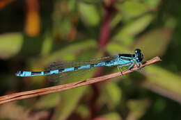 Image of Southern Damselfly