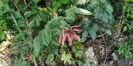 Image of Bauhinia jenningsii P. Wilson