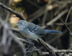 Image of Mato Grosso Antbird