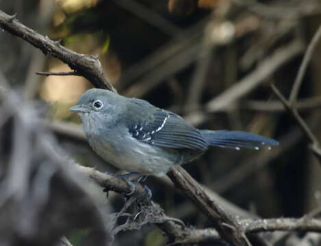 Image of Mato Grosso Antbird