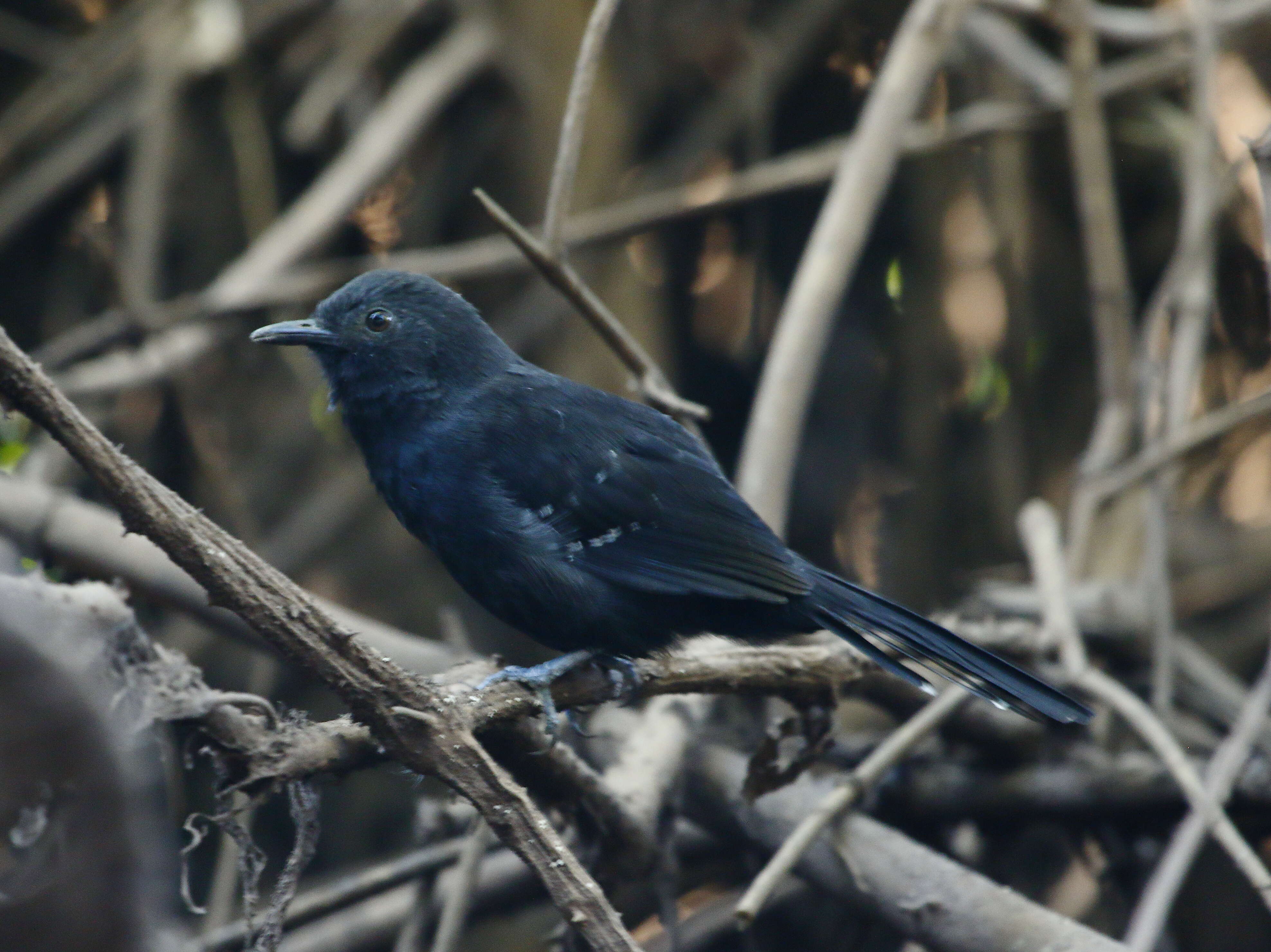 Image of Mato Grosso Antbird