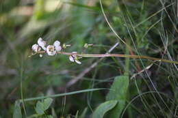 Image of round-leaved wintergreen