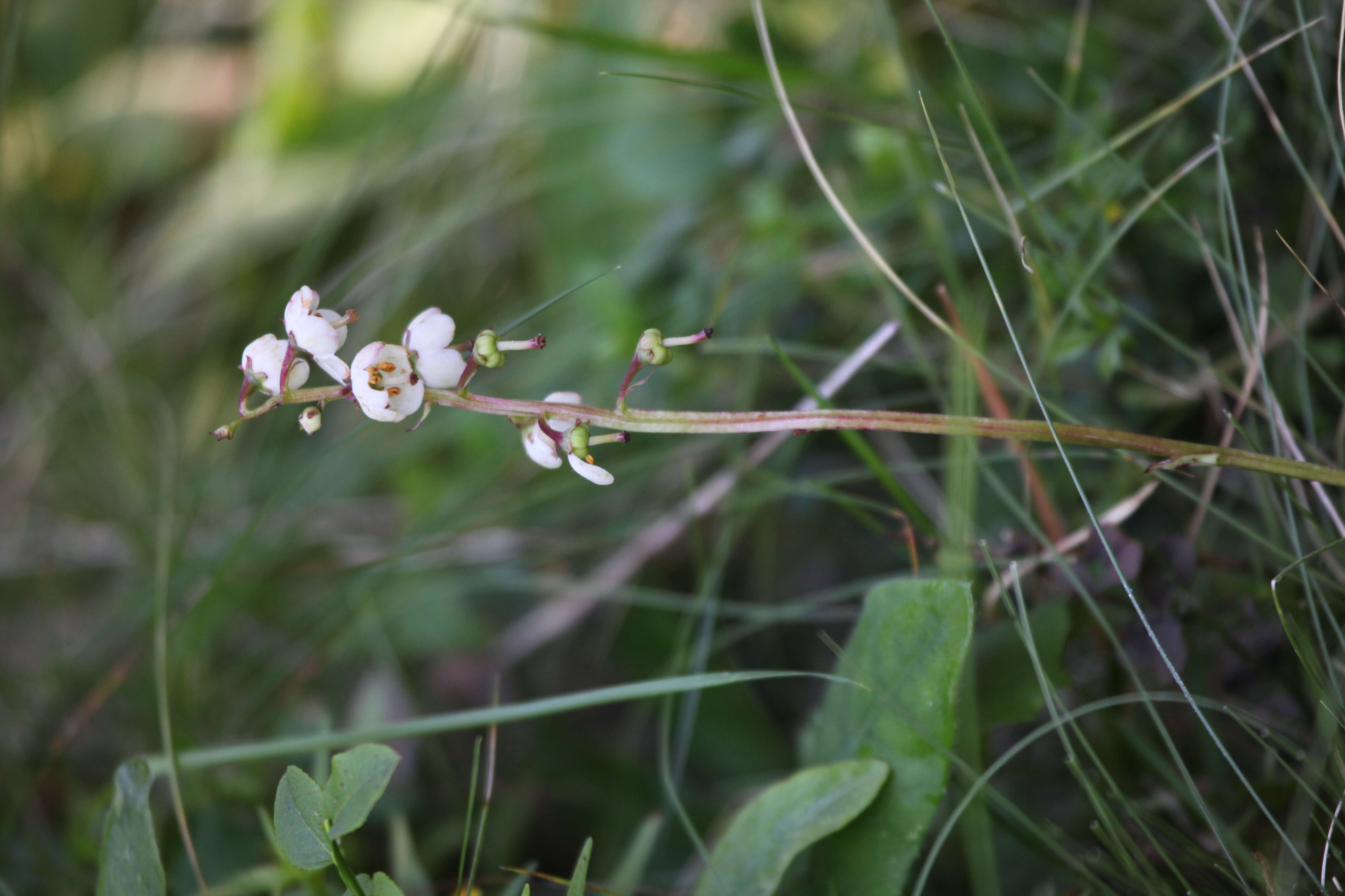 Image of round-leaved wintergreen