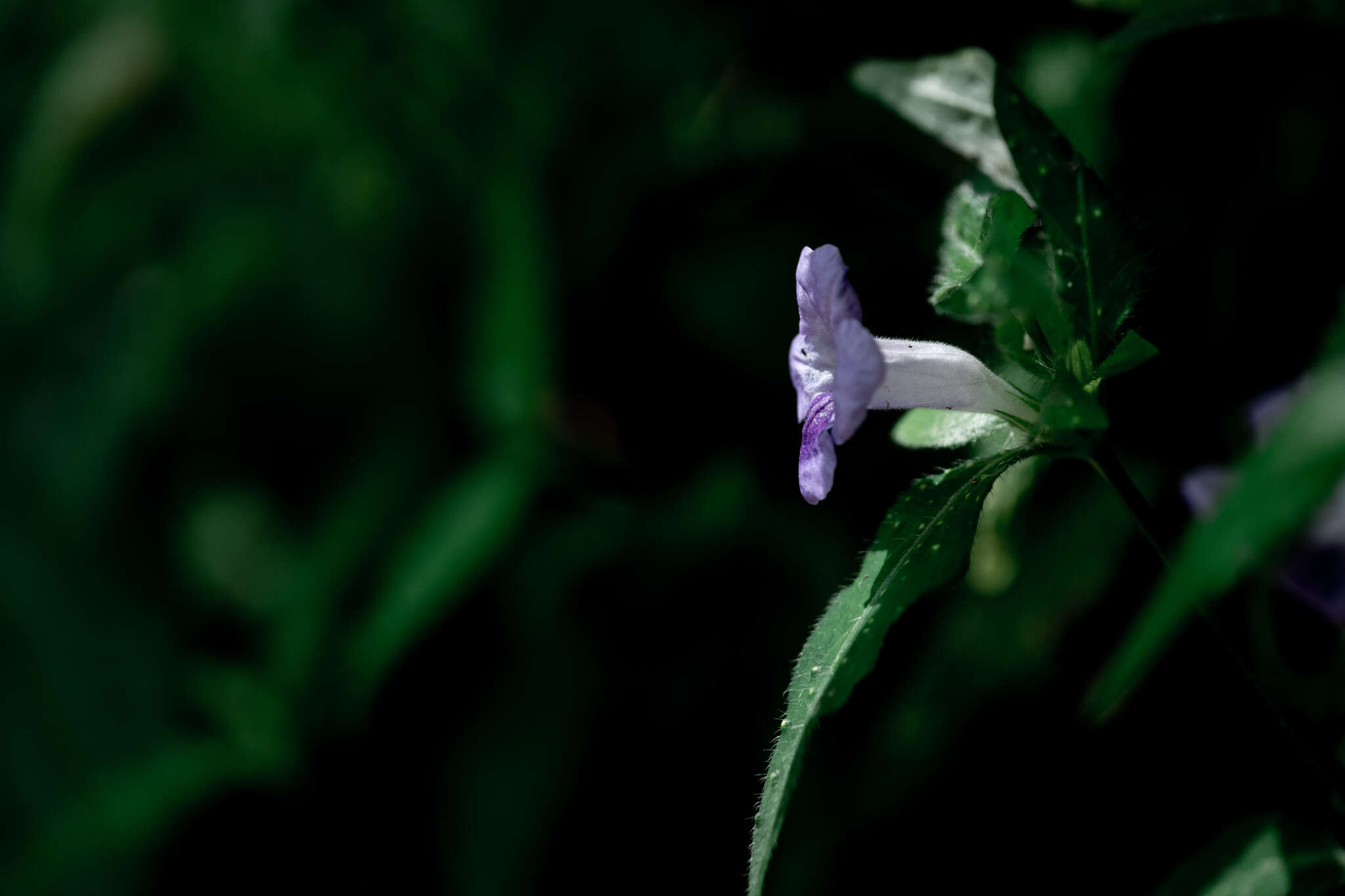 Sivun Ruellia repens L. kuva