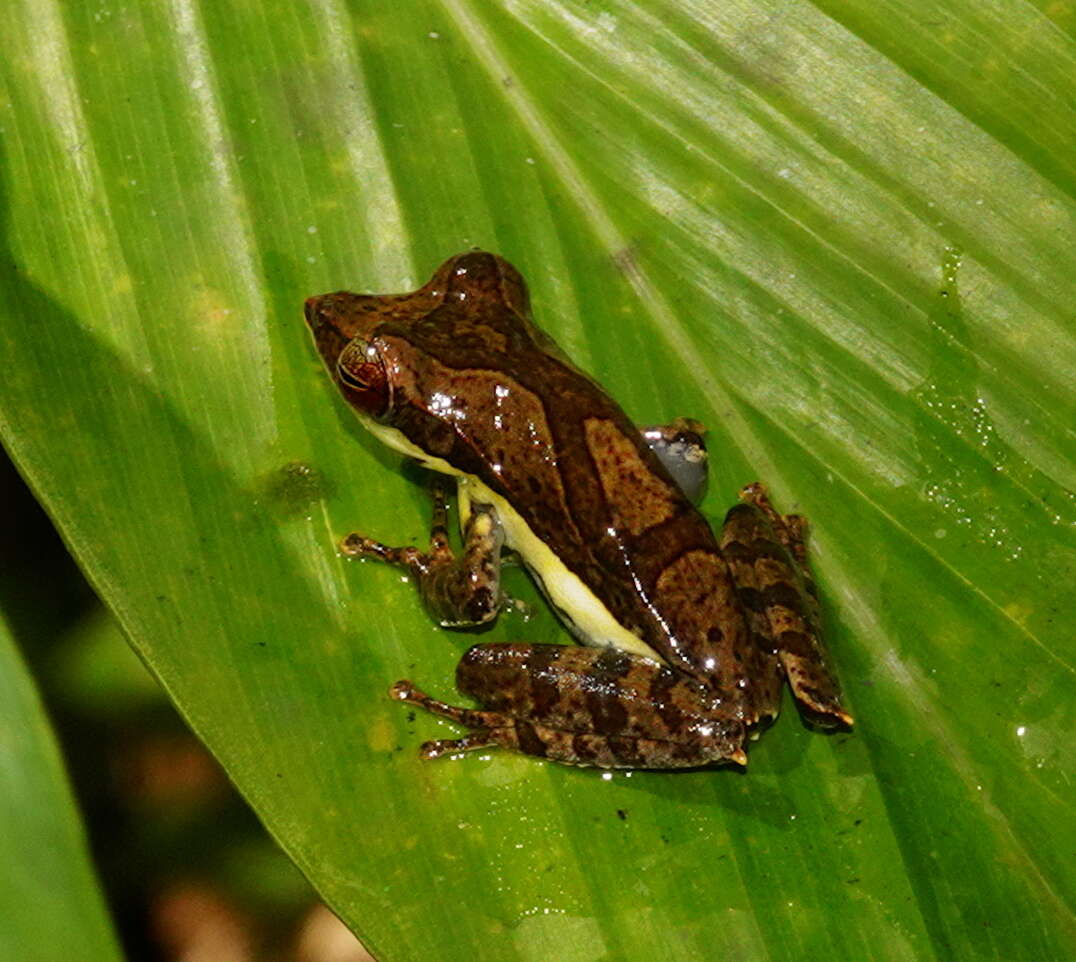 Image of Taruga fastigo (Manamendra-Arachchi & Pethiyagoda 2001)