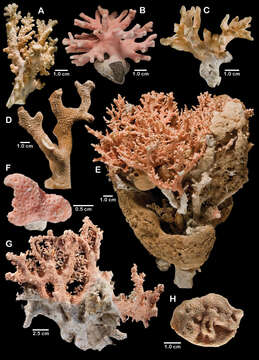 Image of Lace corals