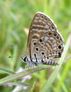 Image of African babul blue