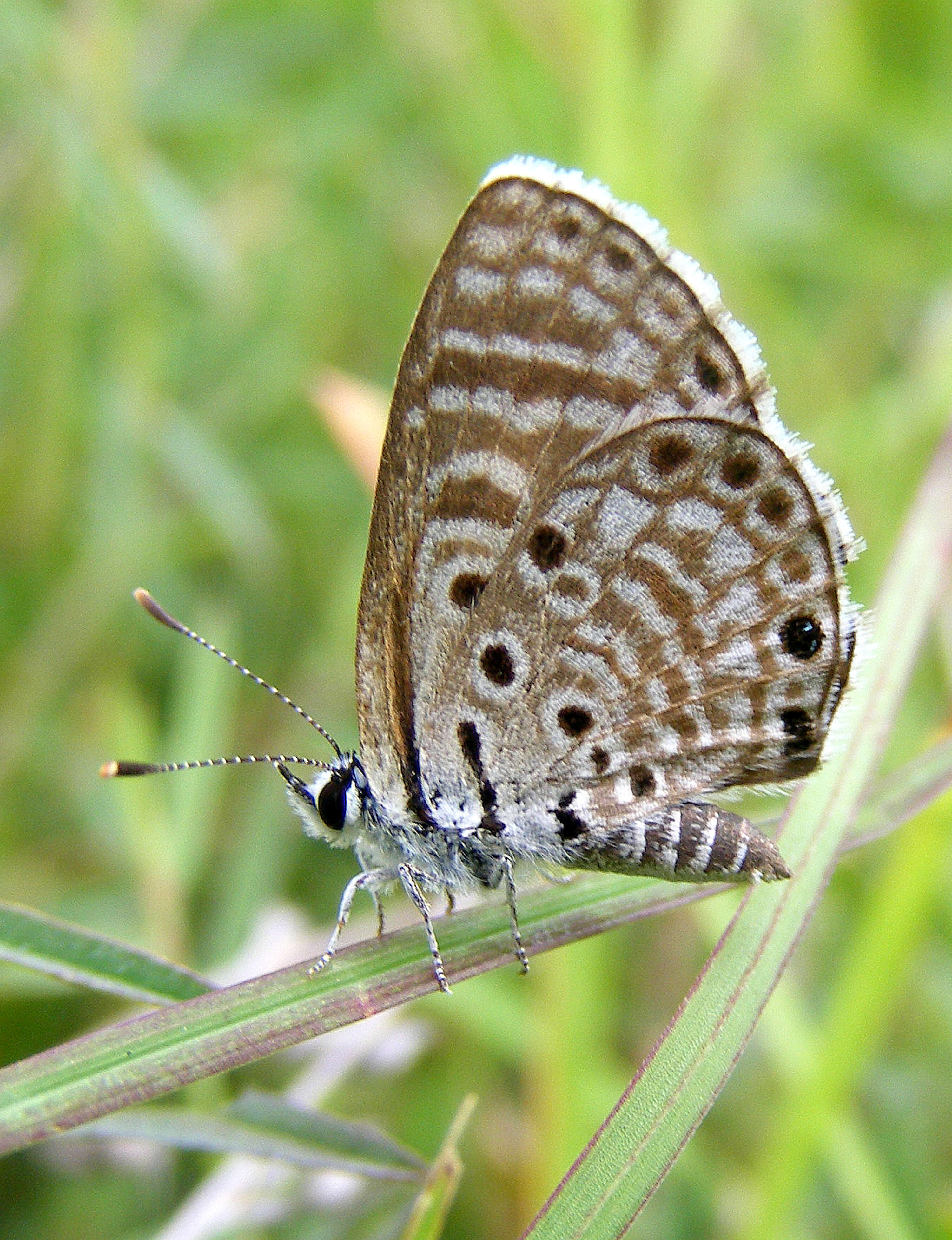 Image of African babul blue