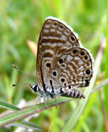 Image of African babul blue