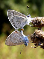 Image of Bright Babul Blue