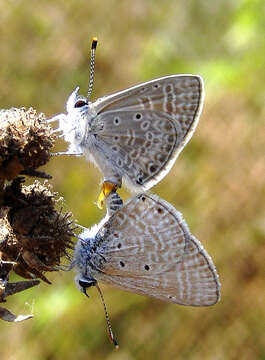 Image of Bright Babul Blue