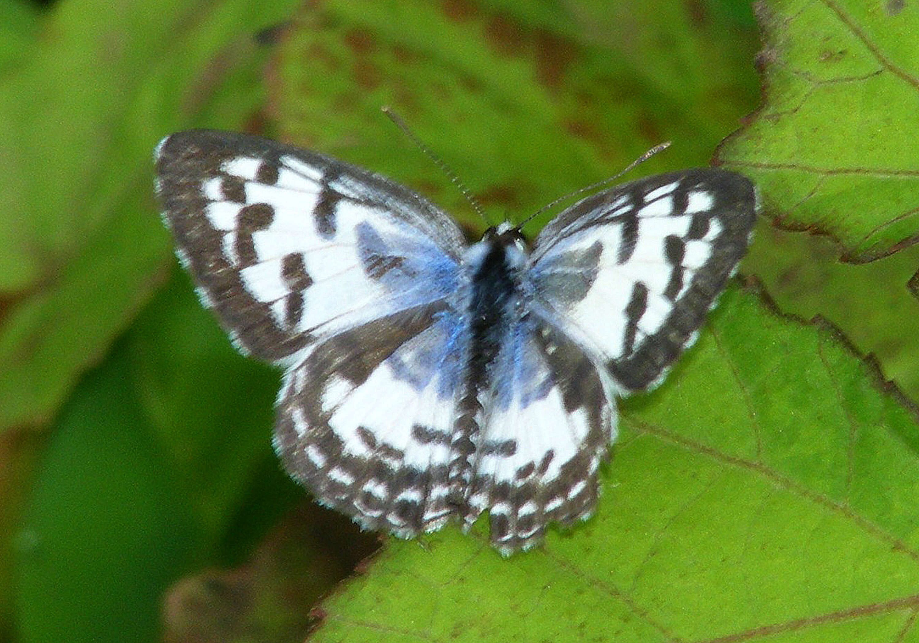 Image of Common Pierrot