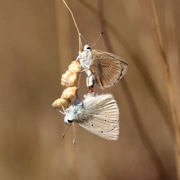 Image of <i>Polyommatus dolus</i>