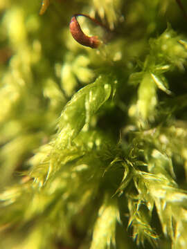 Image of rough-stalked feather-moss