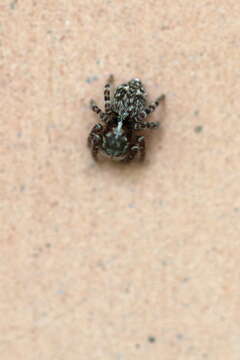 Image of Jumping spider