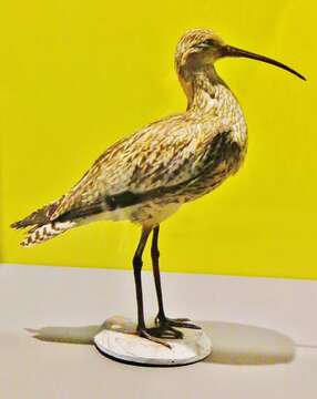 Image of Slender-billed Curlew