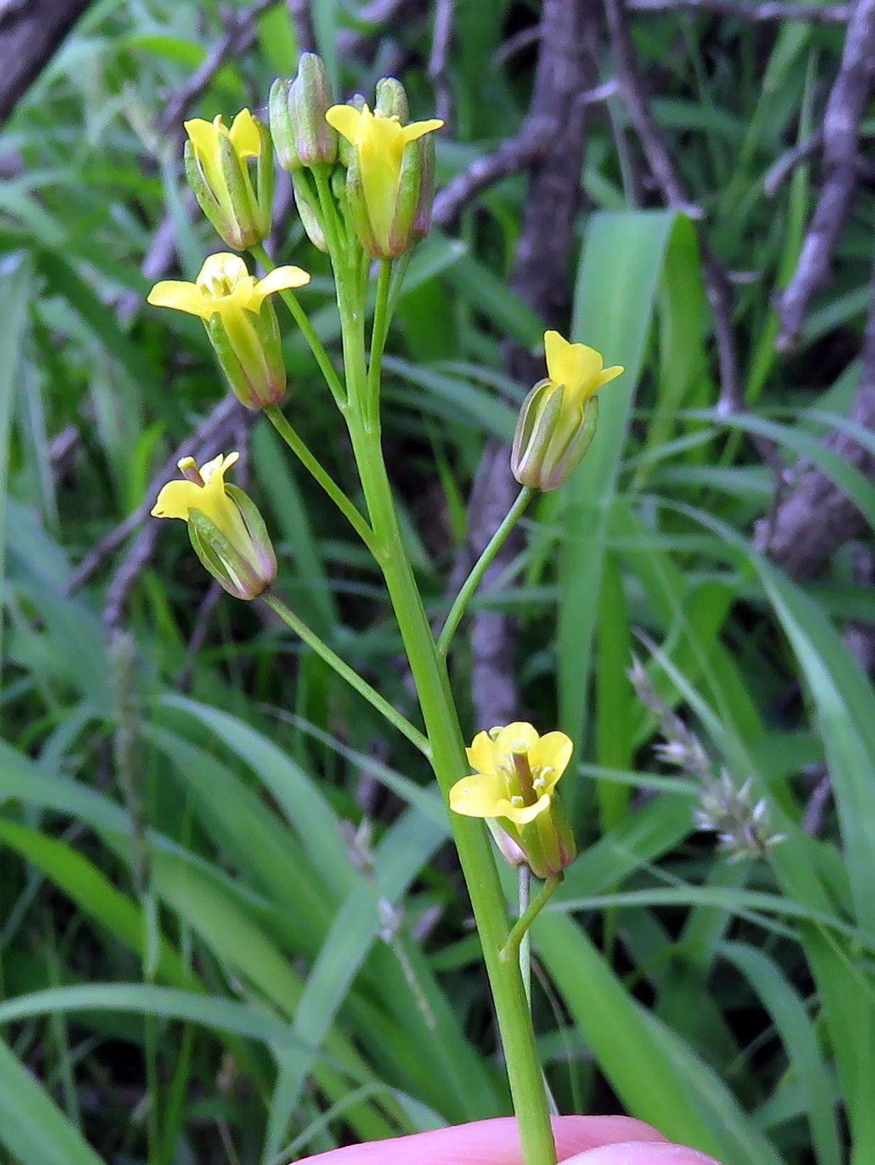 صورة Sisymbrium capense Thunb.