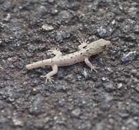 Image of Shieldhead Gecko