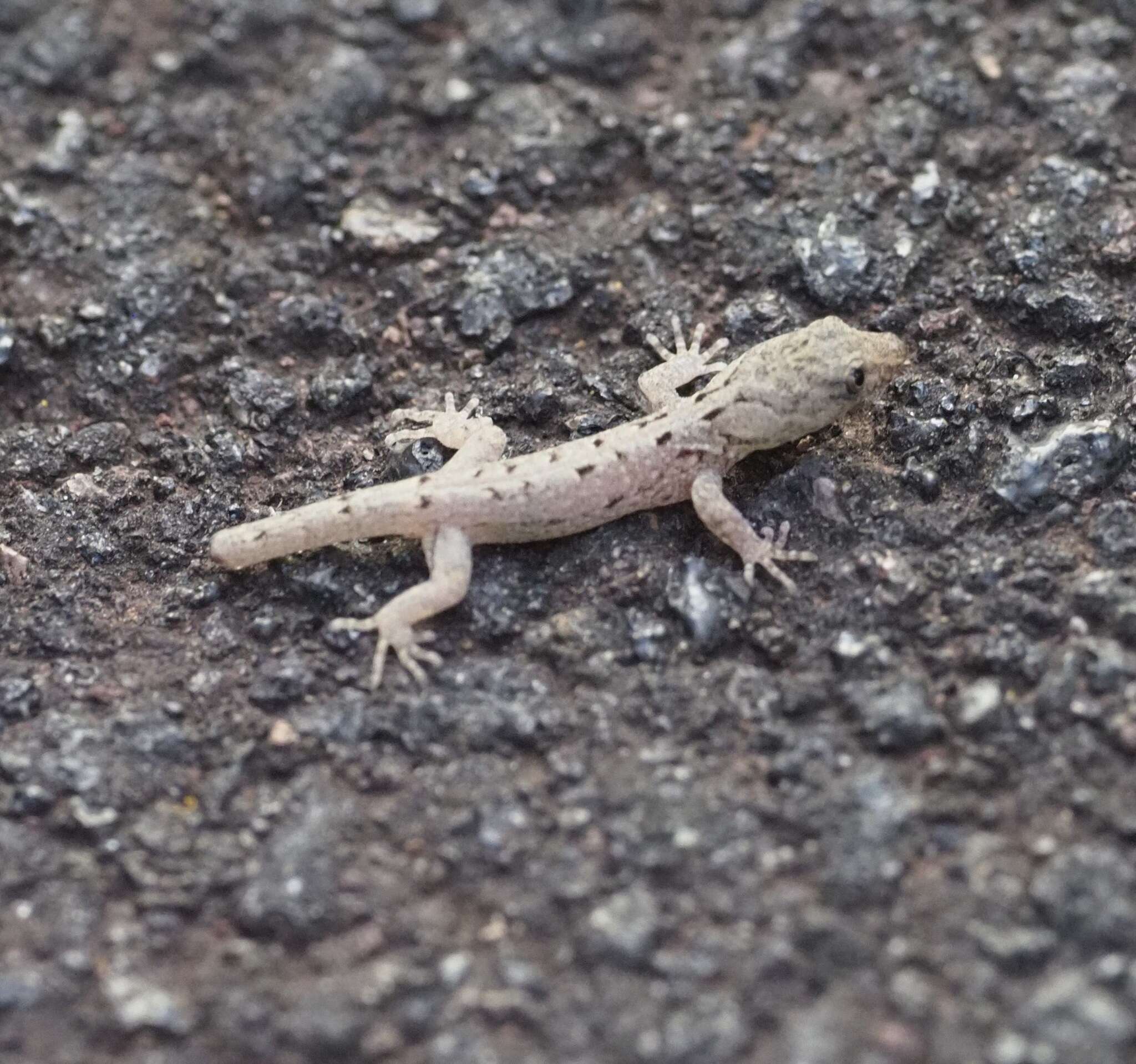 Image of Shieldhead Gecko