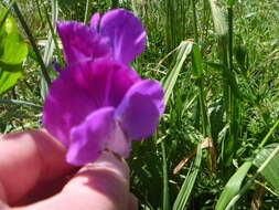 Image of Sweet Pea