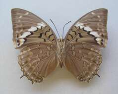 Charaxes tiridates Cramer 1777的圖片