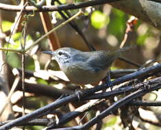 Image of Fawn-breasted Wren