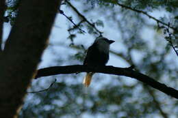 Image of White-headed Barbet