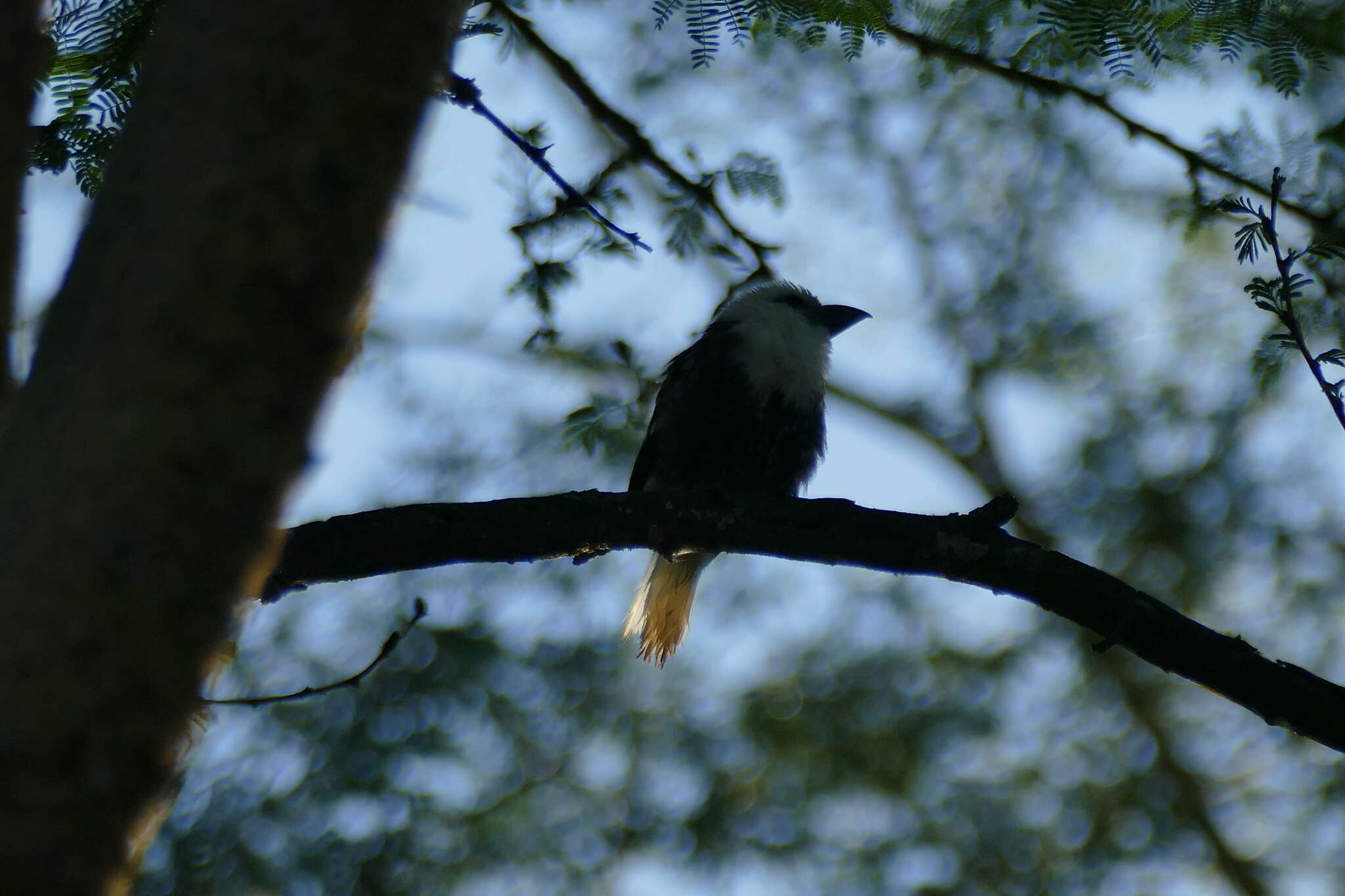 Image of White-headed Barbet