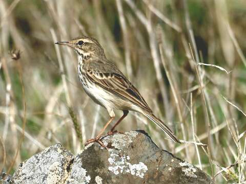 Sivun <i>Anthus berthelotii madeirensis</i> kuva