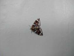 Image of Northwestern Phoenix Moth