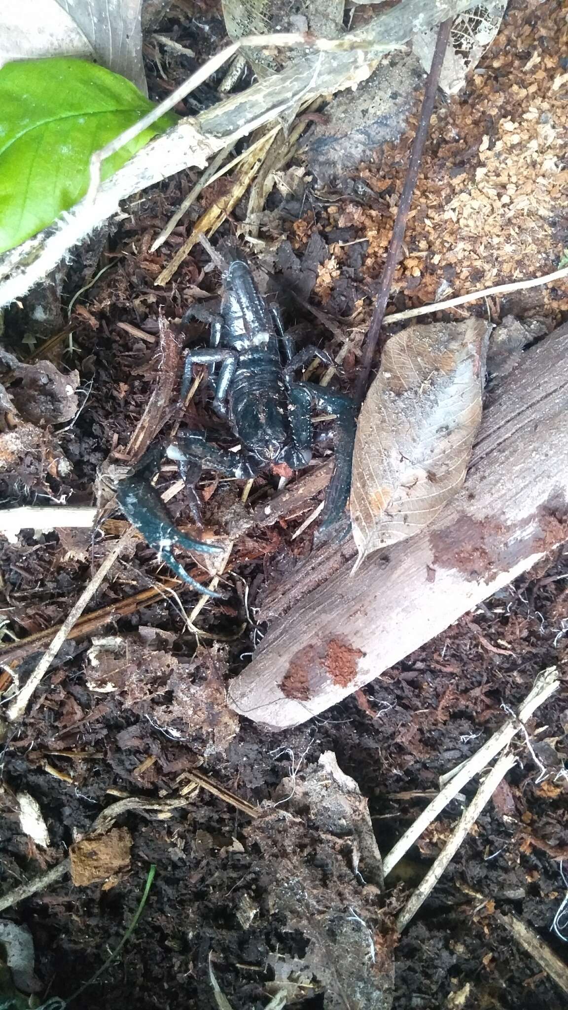 Image of Asian Forest Scorpion