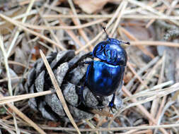 Слика од Geotrupes stercorarius (Linnaeus 1758)